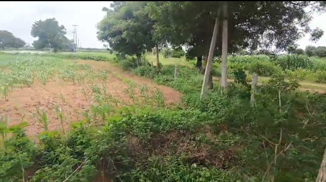 10Guntas Land 2.5Lakhs Per Gunta