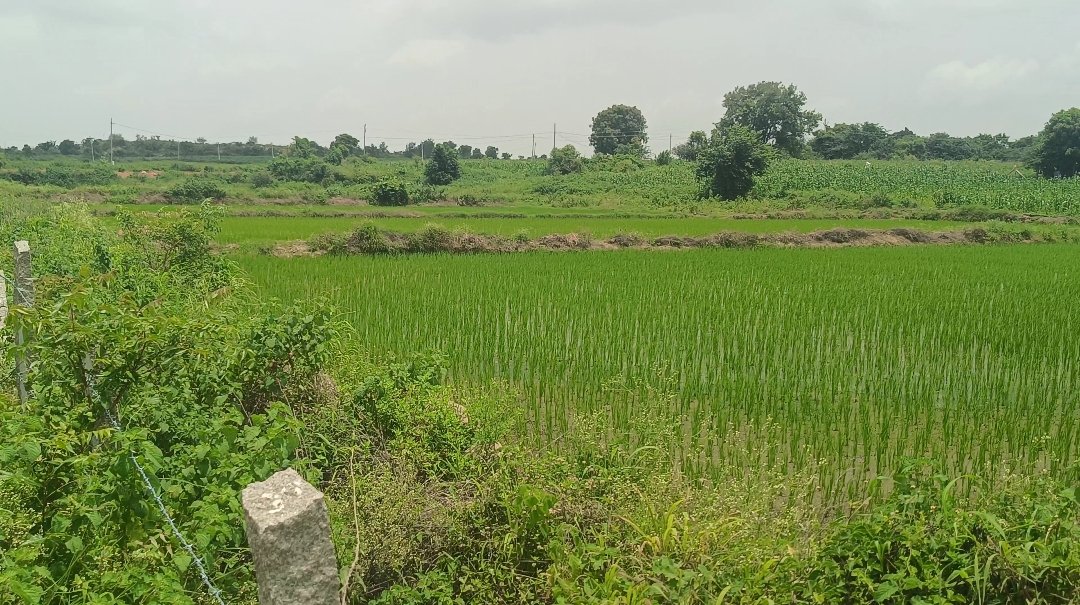 4 Acres Land 80 Lakhs Per Acre