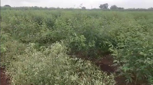 5 acres land for sale