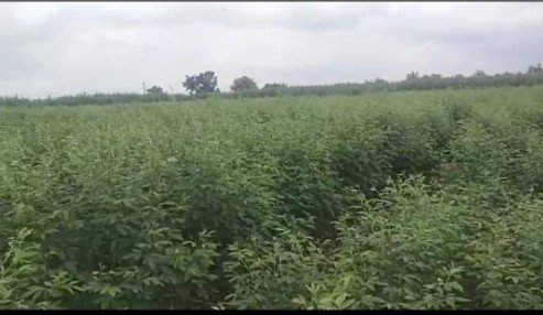 5acres 30 Gunta