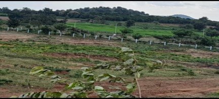 16 ఎకరాల 20 గుంటలు Agricultural / Farm Land