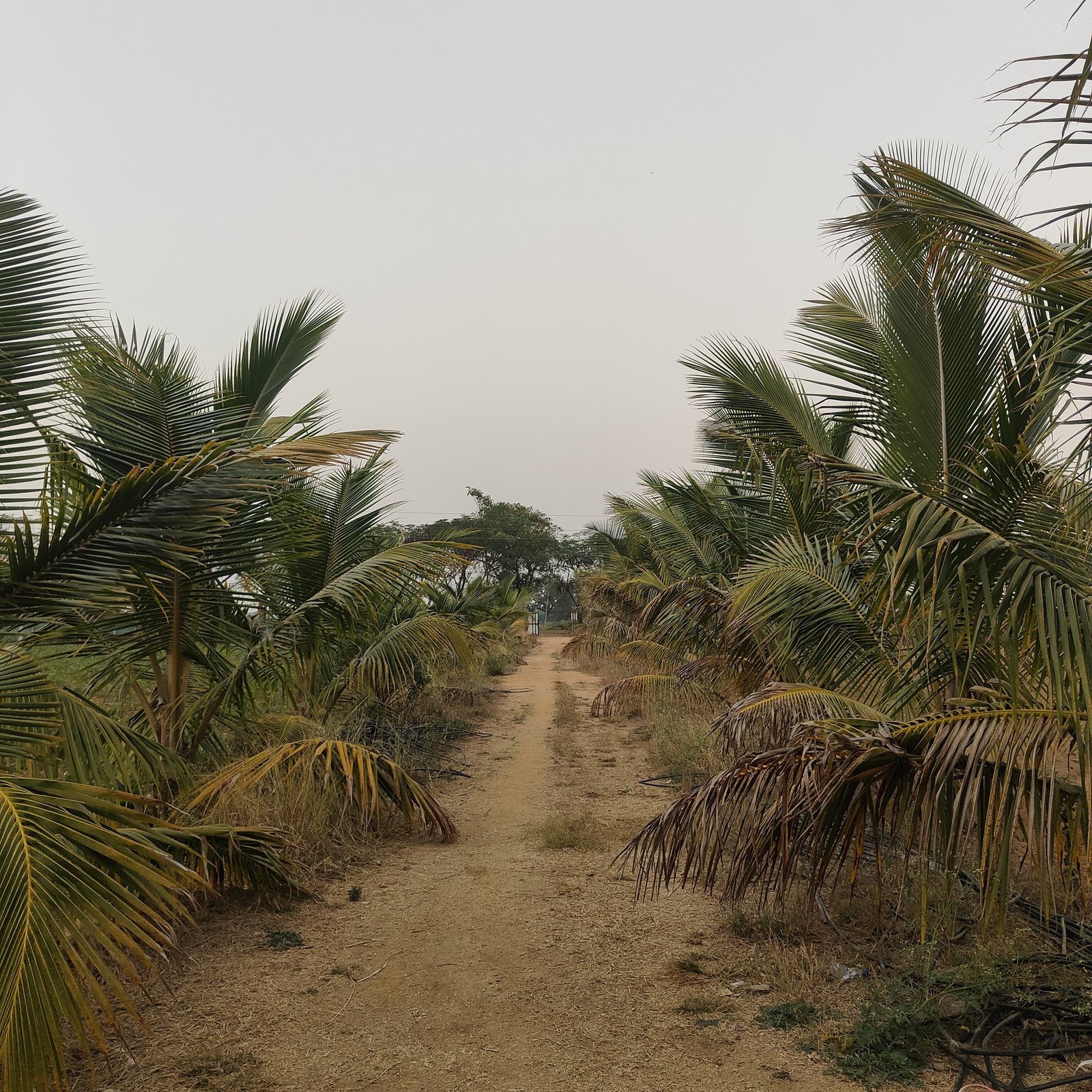 Agriculture Land For Sale at Gajwel