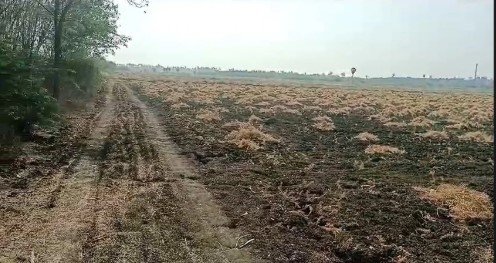 5  Acers agricuture Land for sale at Kanchikacherla
