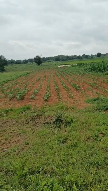 11 GUNTAS LAND FOR SALE