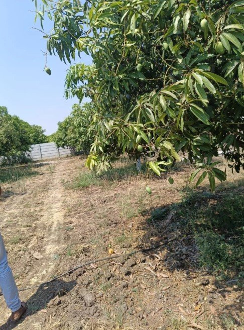 20 Guntas Land For Sale