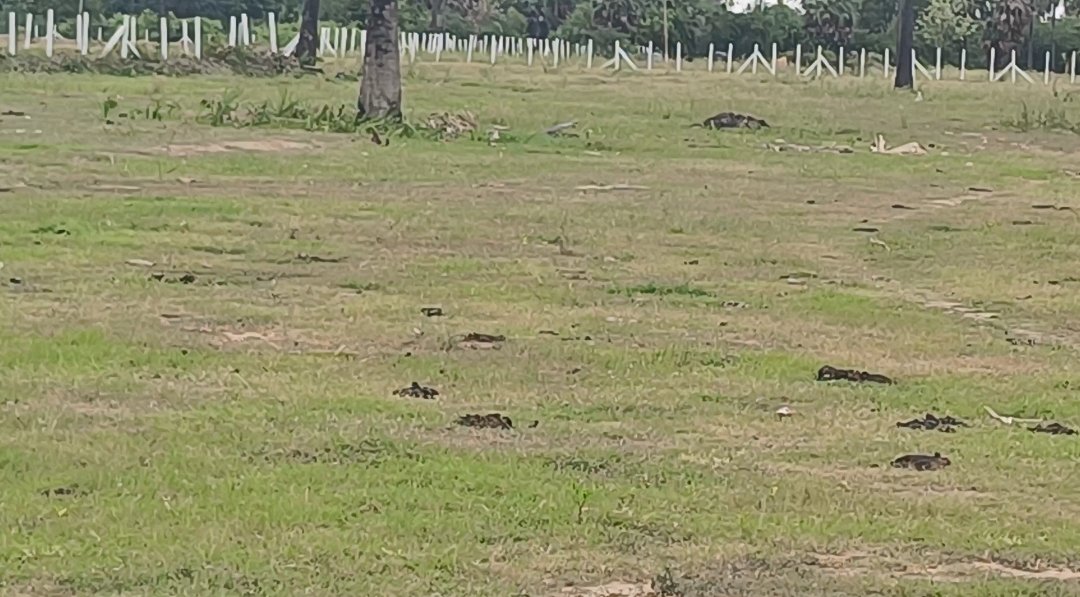 7 Acres Lands 60lakhs Per Acre