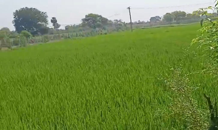 3 Acer Agriculture Land For Sale