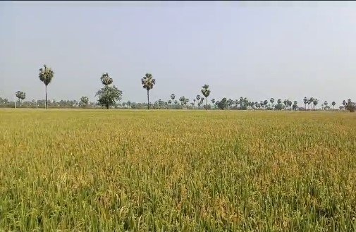 10 Acers Agriculture Land For Sale at Koheda , Siddipet