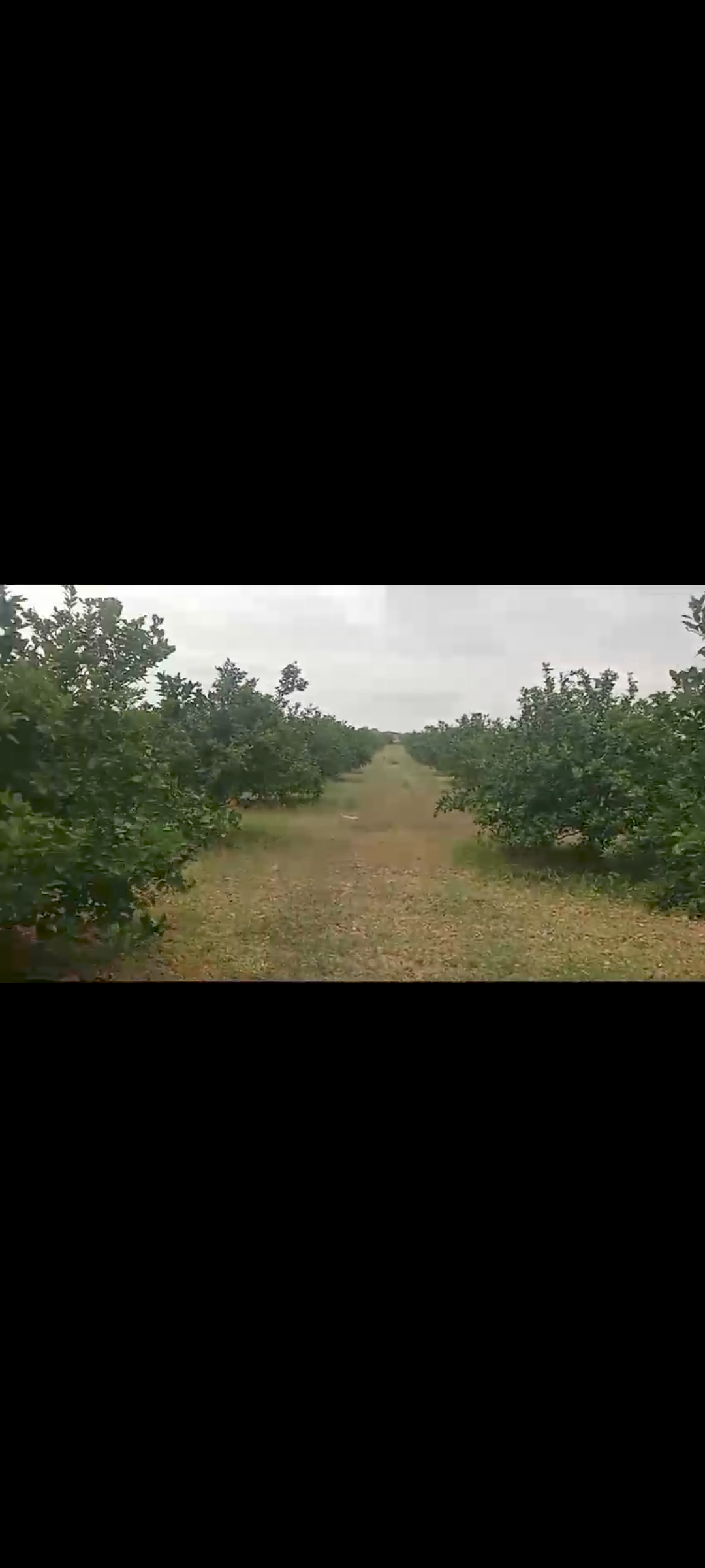11Acers Agriculture Land For Sale At Kondapochamma