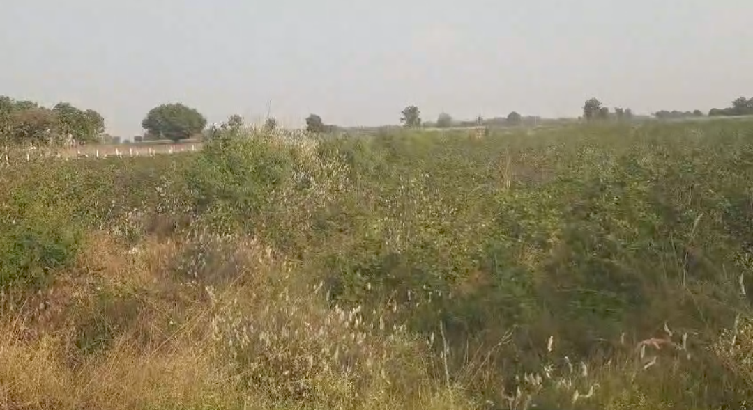 3 Acers Agriculture Land For Sale At Kasanpalle