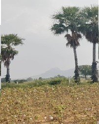 Agriculture Land For Sale