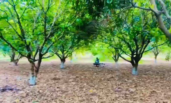 11 Acre mango garden for sale at Gajwel